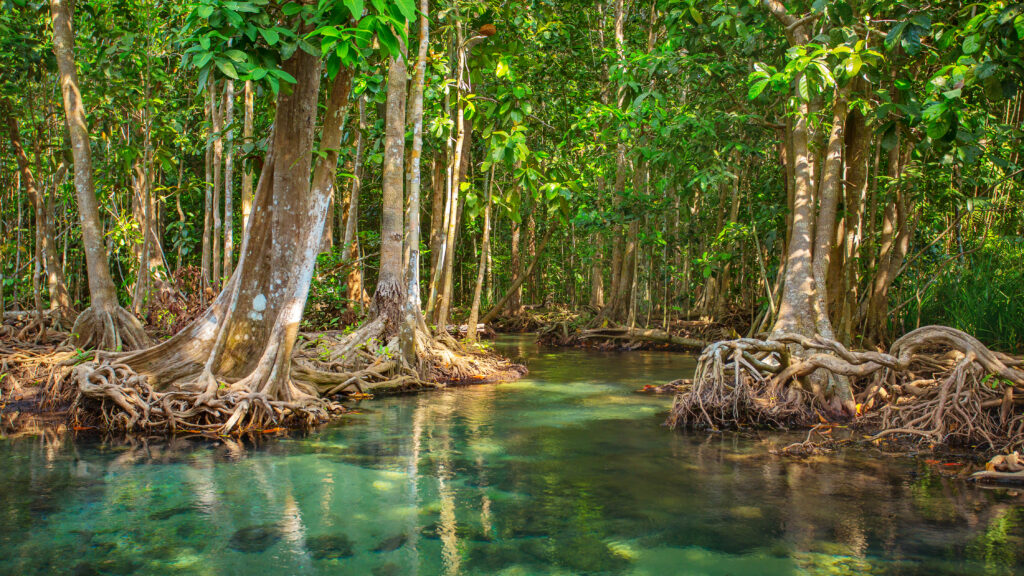 Mangrove